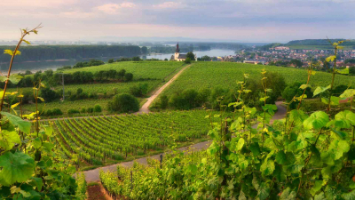 Kulinarisches Wein-Erlebnis in Rheinhessen